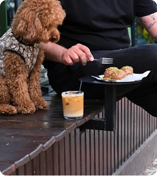 Dog at a cafe counter